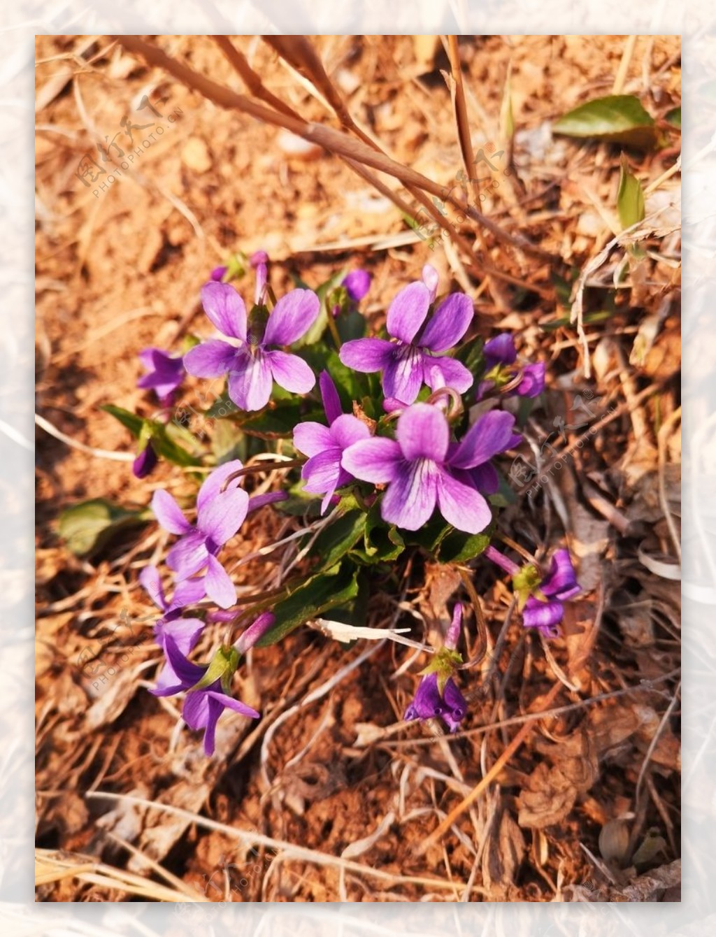 紫地丁花
