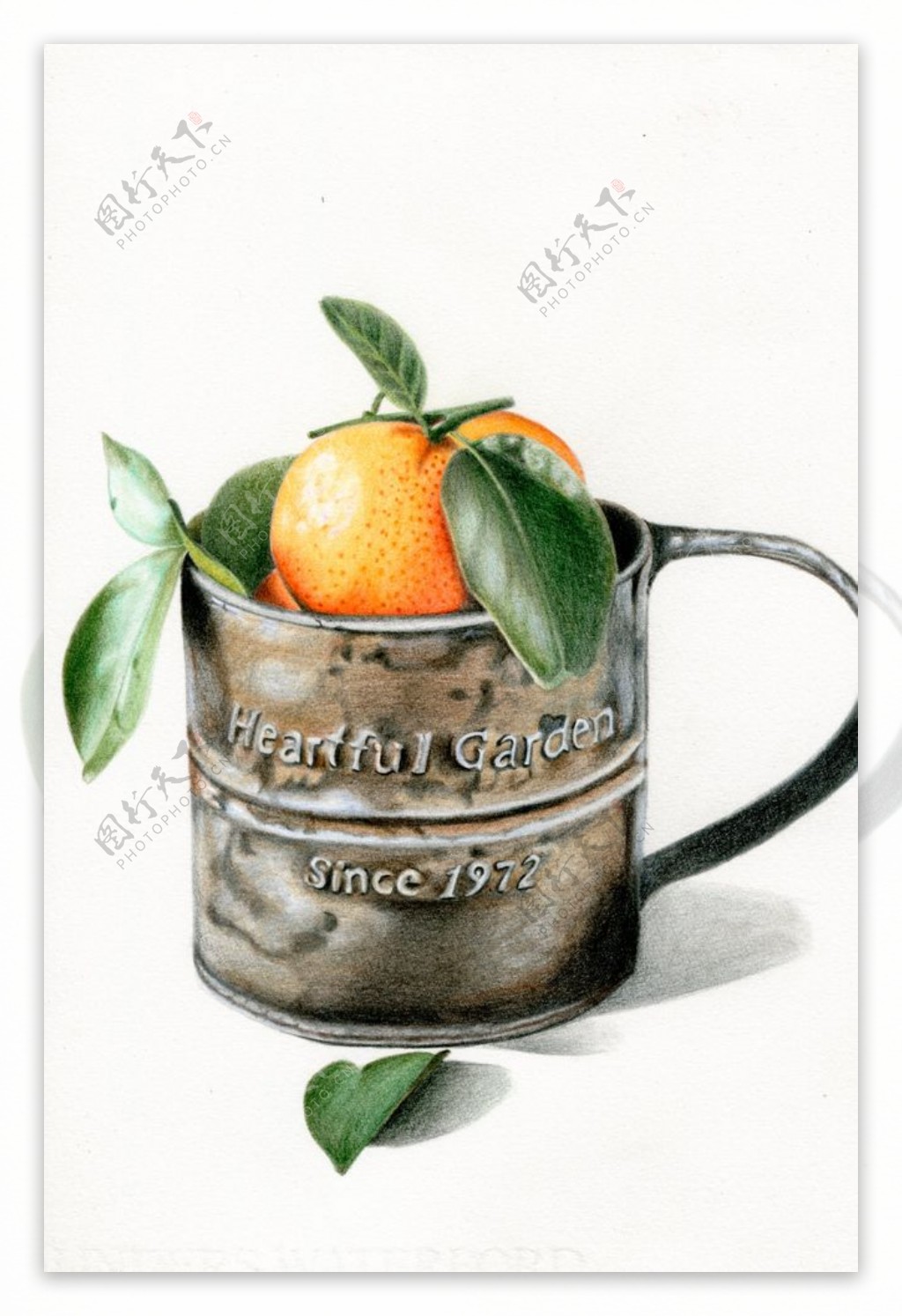 杯子里的橘子绘画