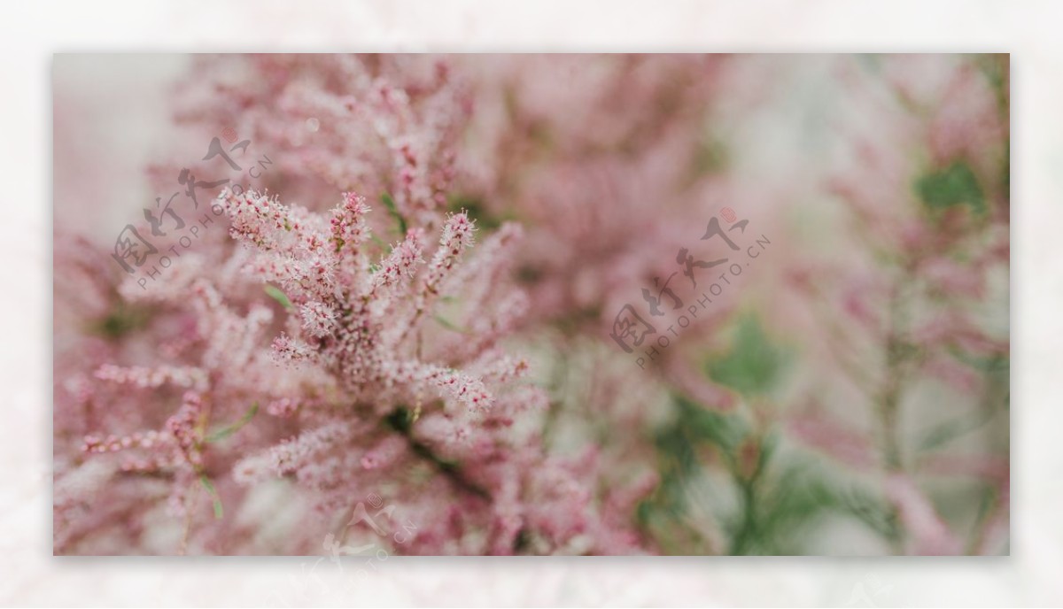 樱花桃花唯美花艺