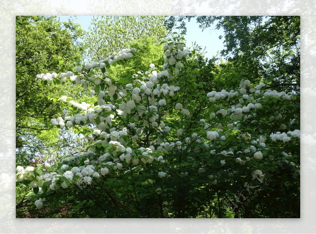 公园鲜花