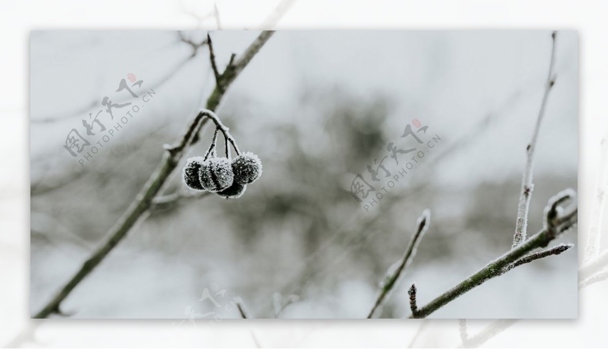 冰雪覆盖的植物