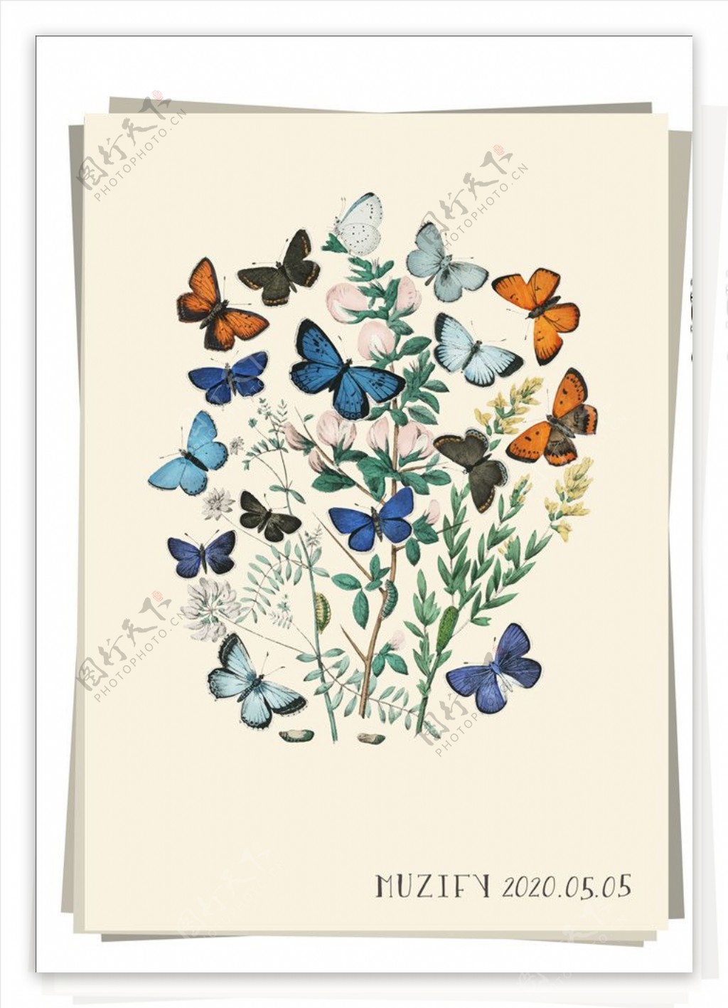 鲜花蝴蝶图片素材-编号12538722-图行天下
