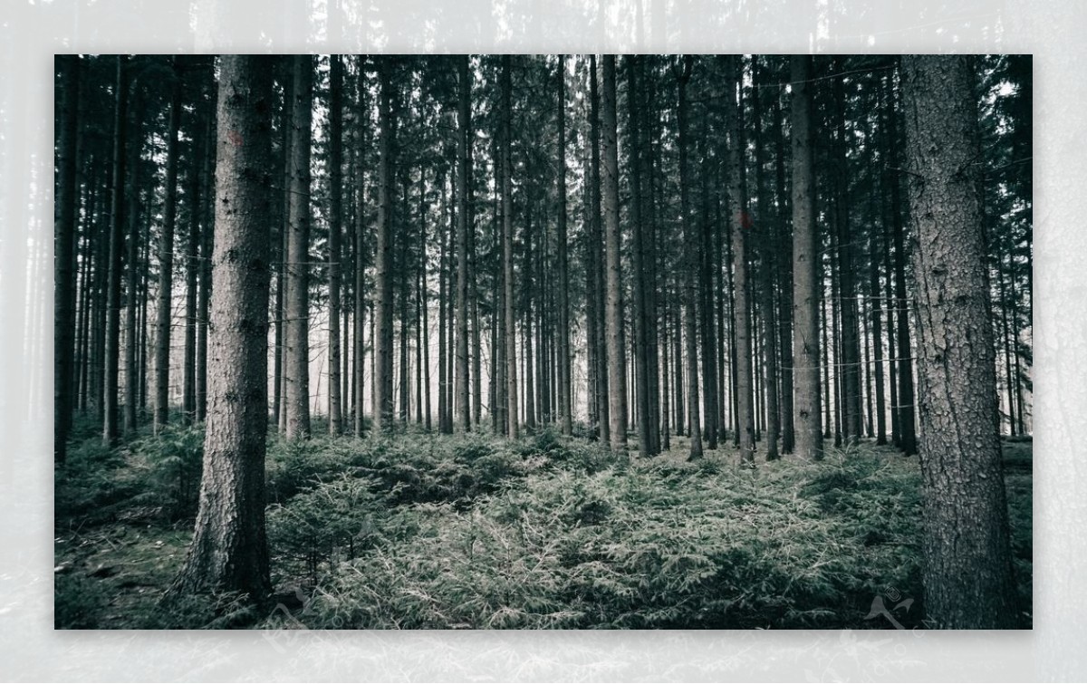 森林里笔直生长的树木