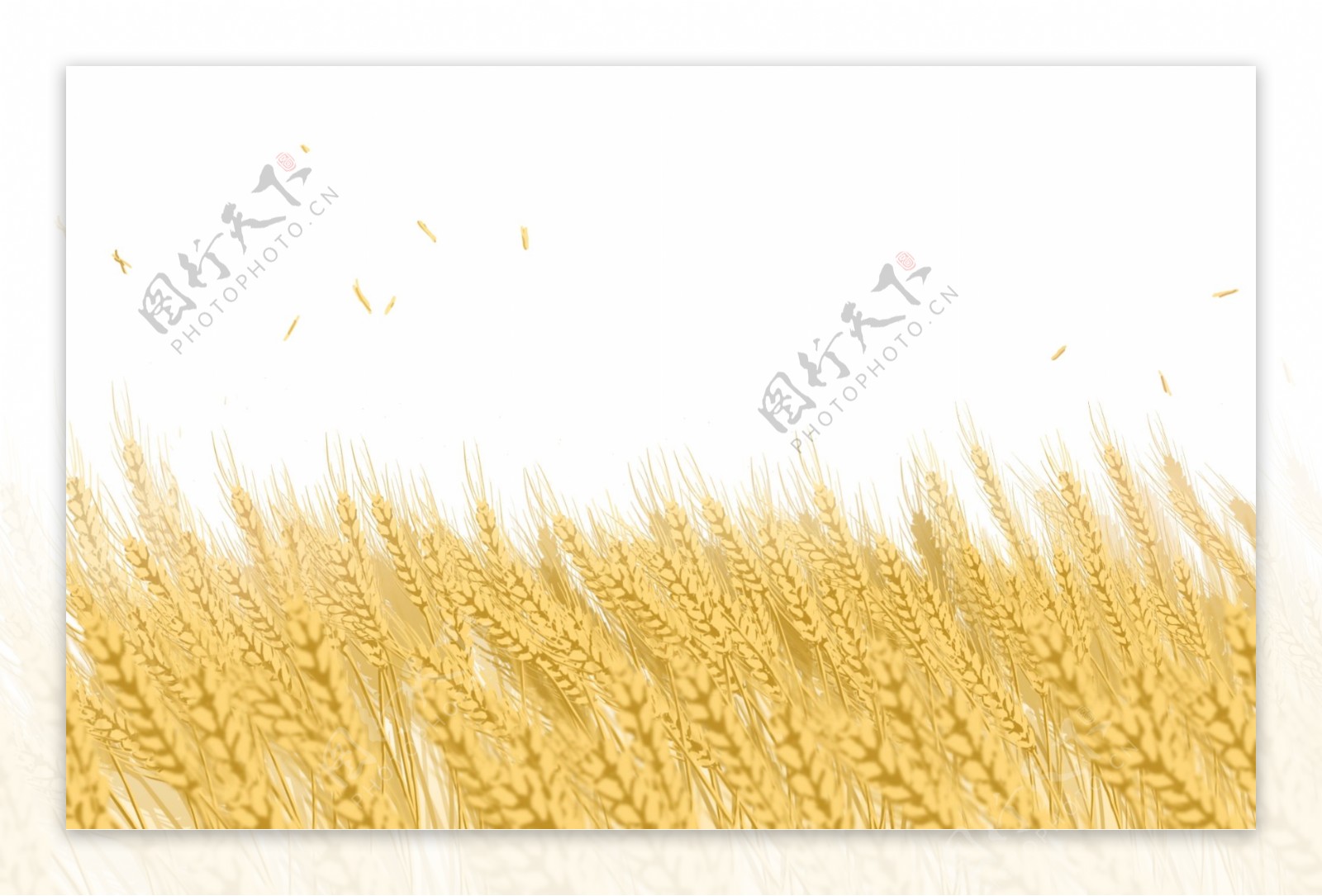 麦穗芒种金色稻穗装饰卡通素材
