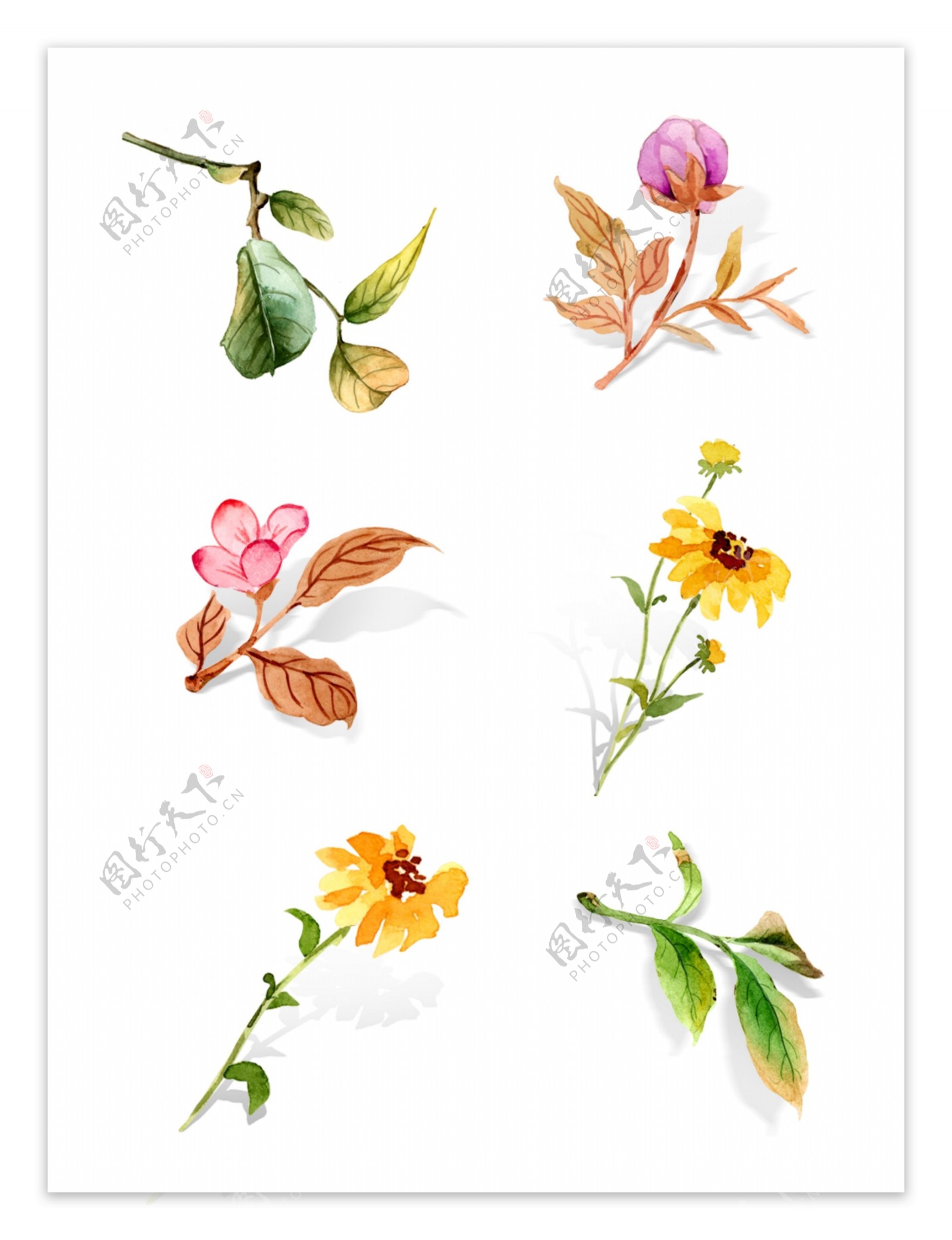 小清新水彩手绘植物花卉元素