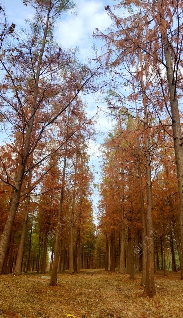 秋天杉树