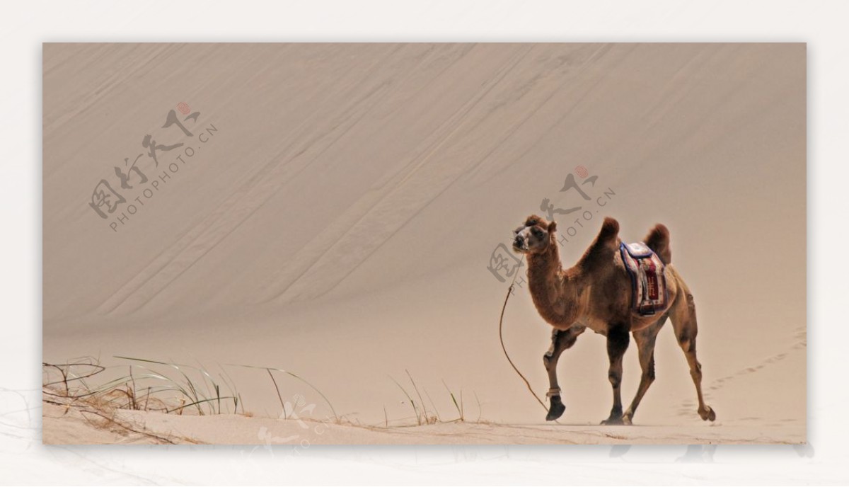 骆驼沙漠驼队