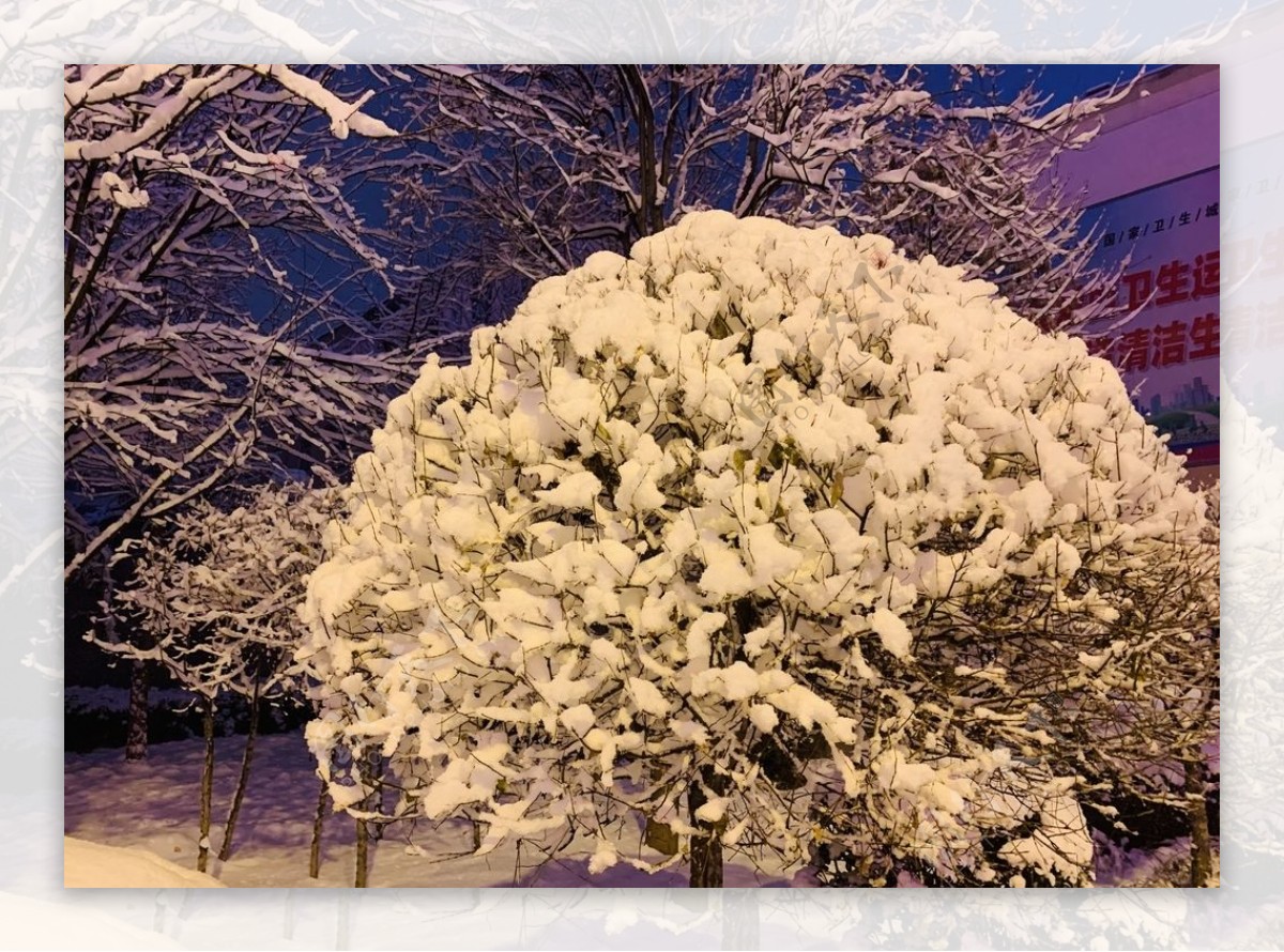 雪夜树下