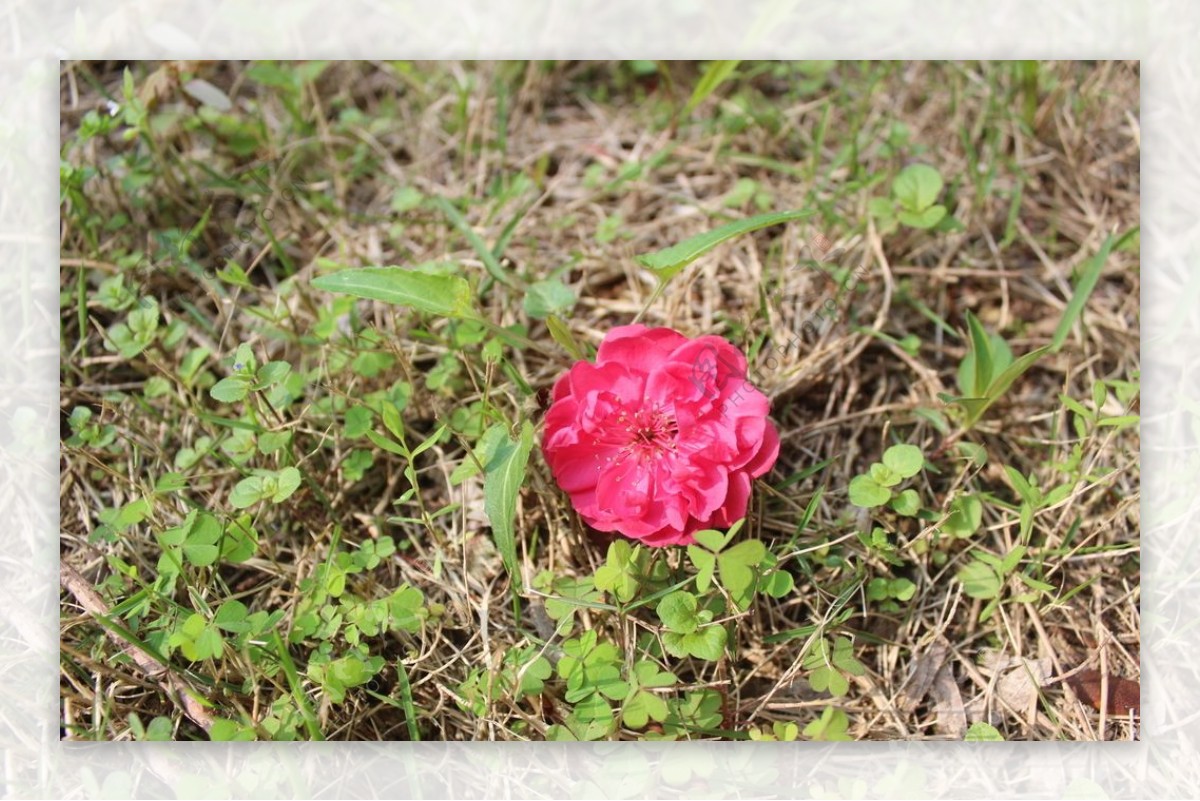 一朵桃花