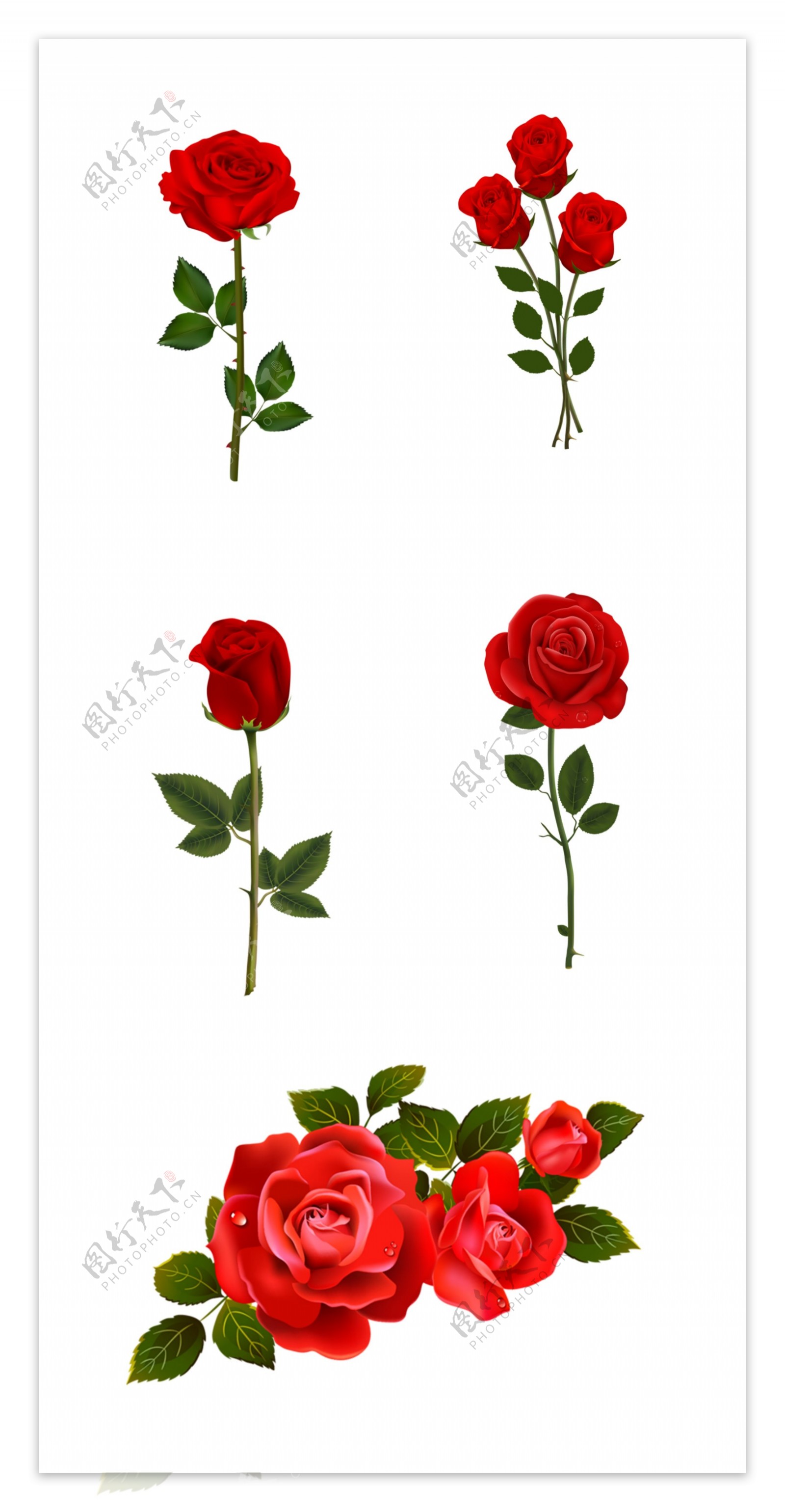 红色玫瑰花PNG