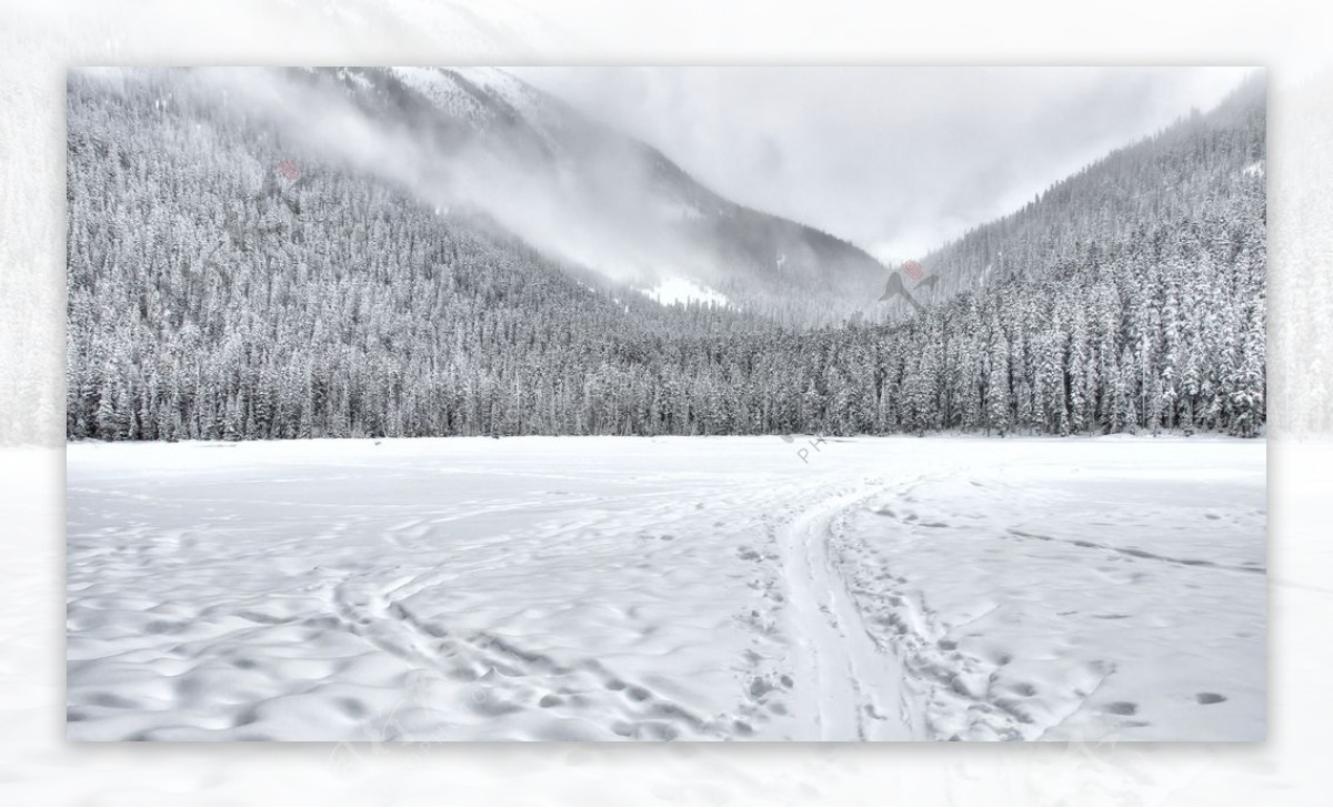 雪山森林