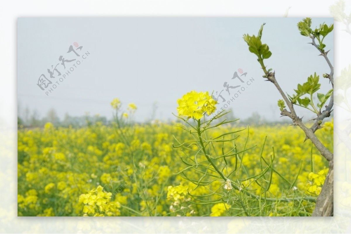 油菜花