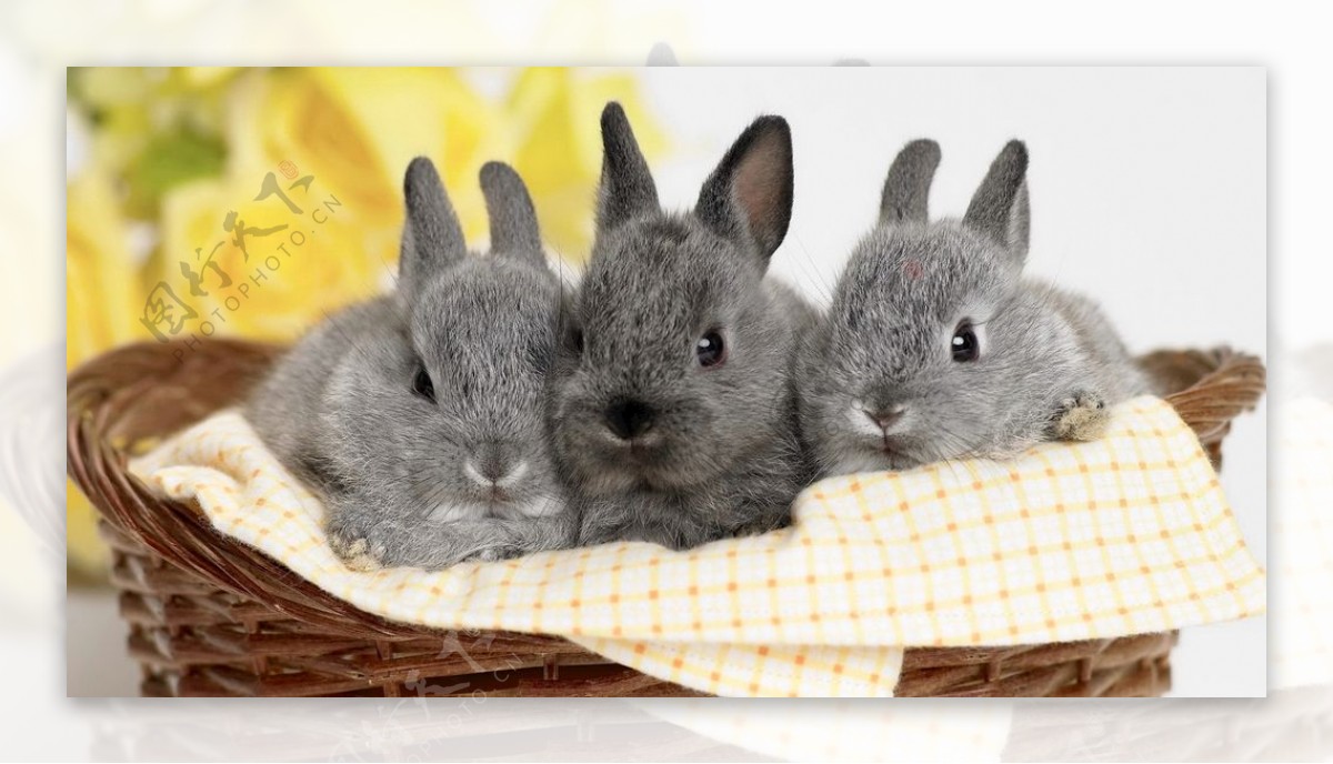 三只可爱兔子照片