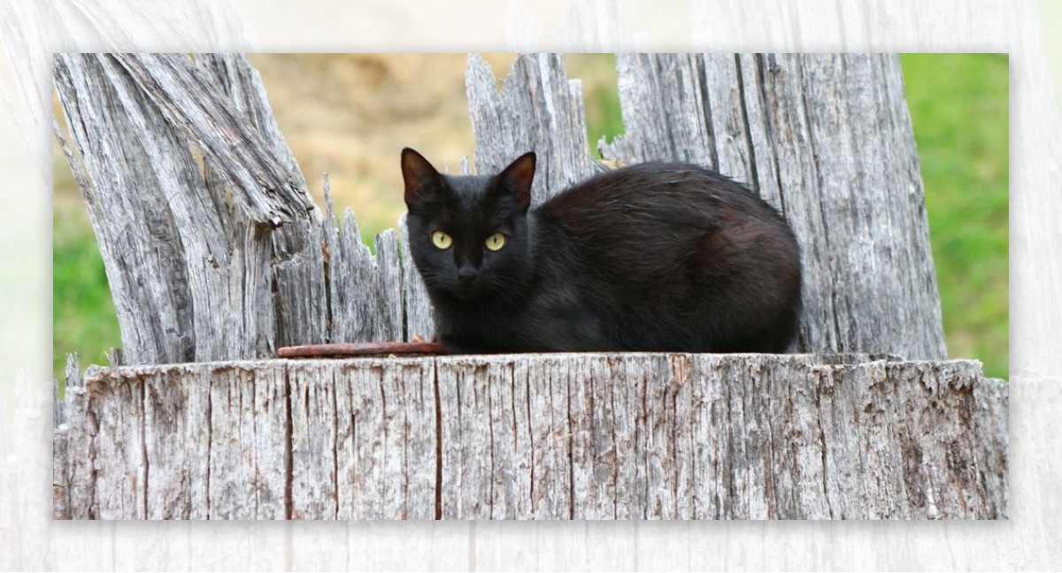 黑猫宠物猫