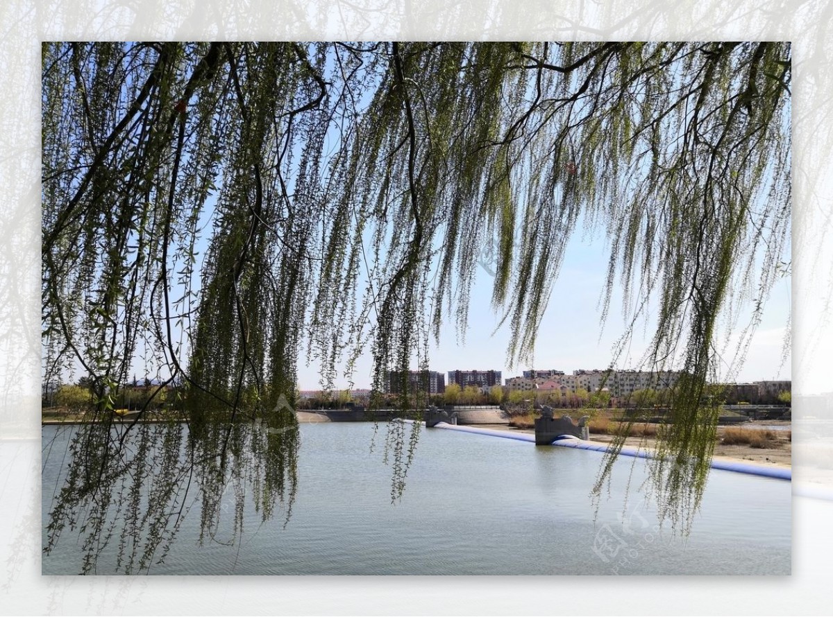 柳树河边户外白沙河风景