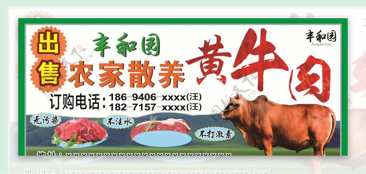 黄牛肉健康牛肉散养牛肉广告