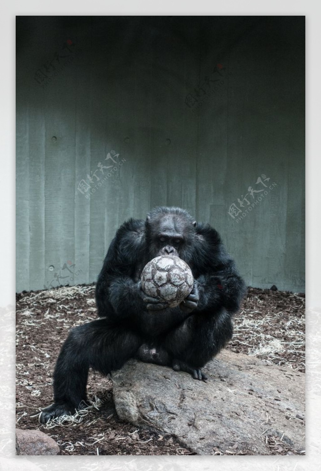 大猩猩黑猩猩图片素材-编号37551452-图行天下