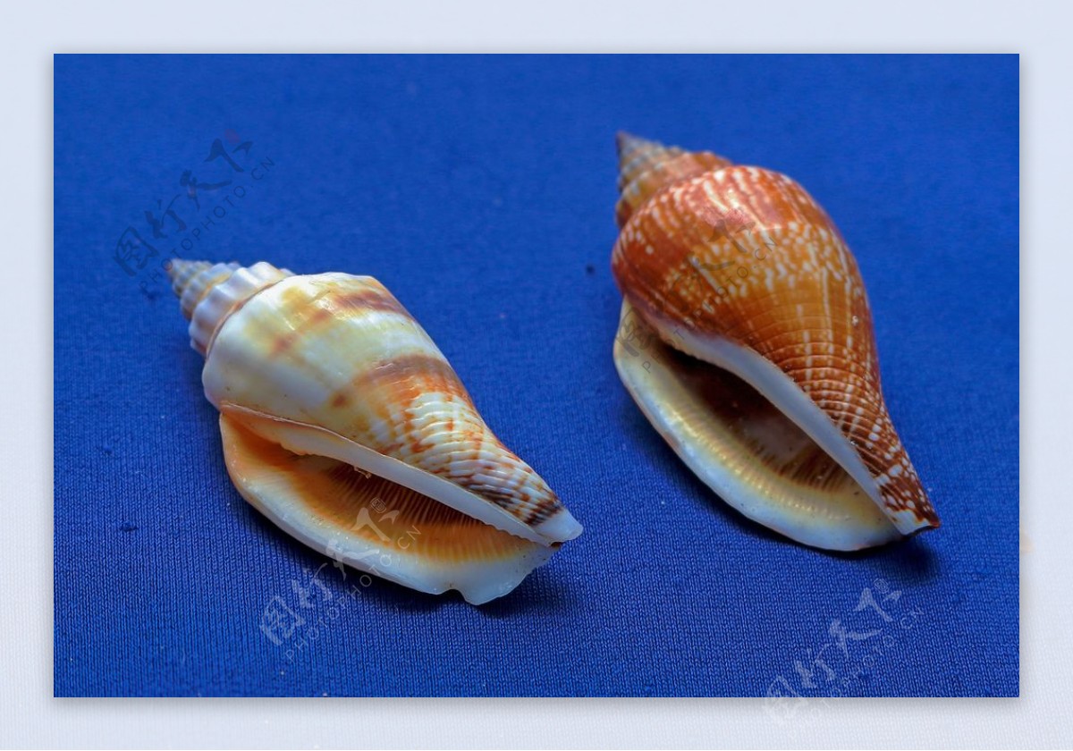 贝壳海螺唯美