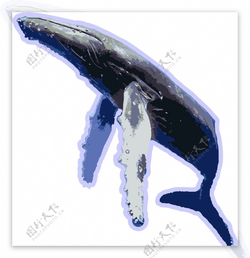 抹香鲸鲸鱼风景