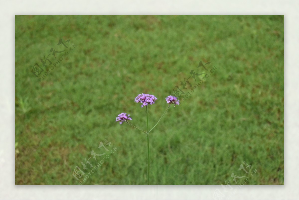 三朵紫花