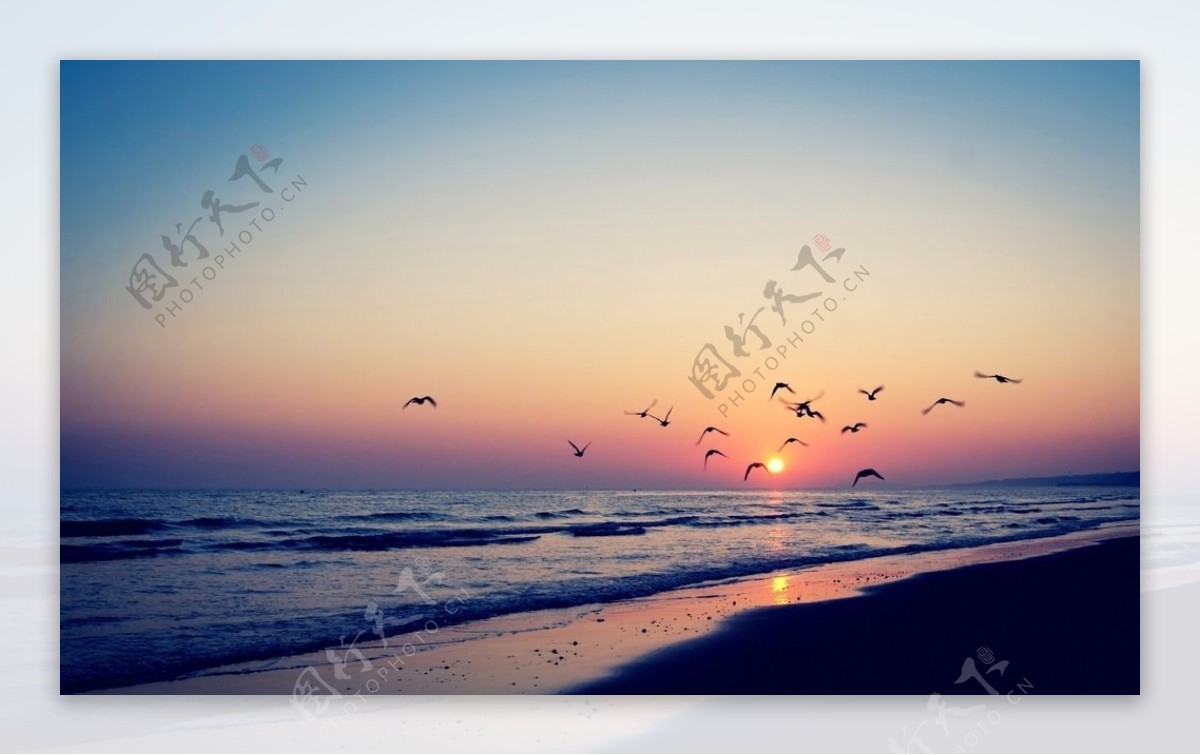 夕阳下的海滩海鸥