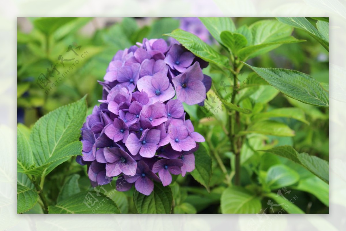 绣球花八仙花清新