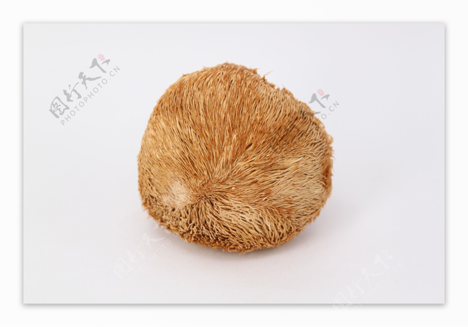 蘑菇猴头菇菌类山货长白