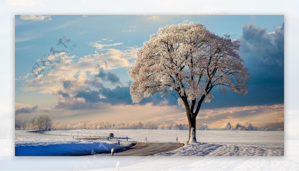 天空树木雪地