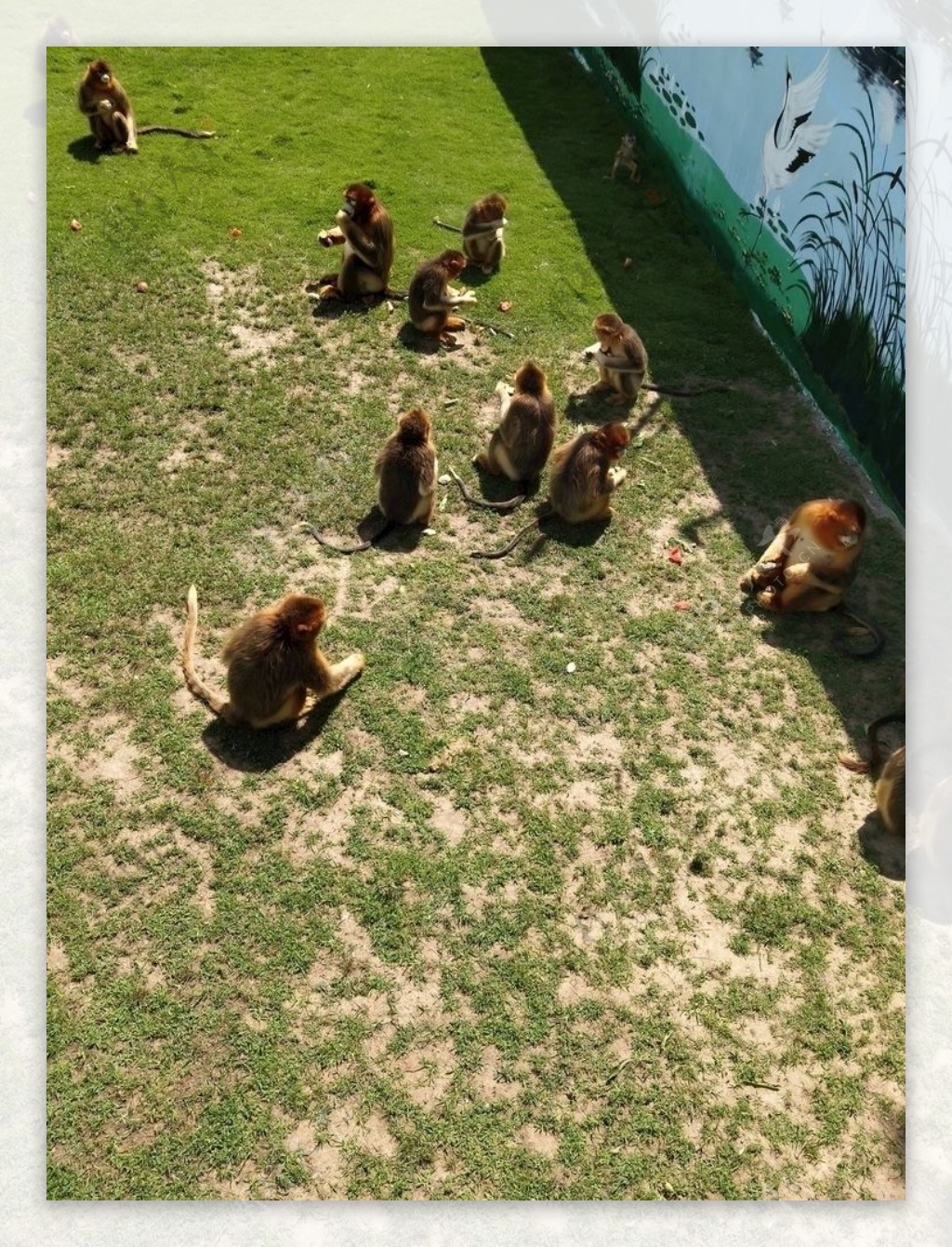 金丝猴动物群居猴子