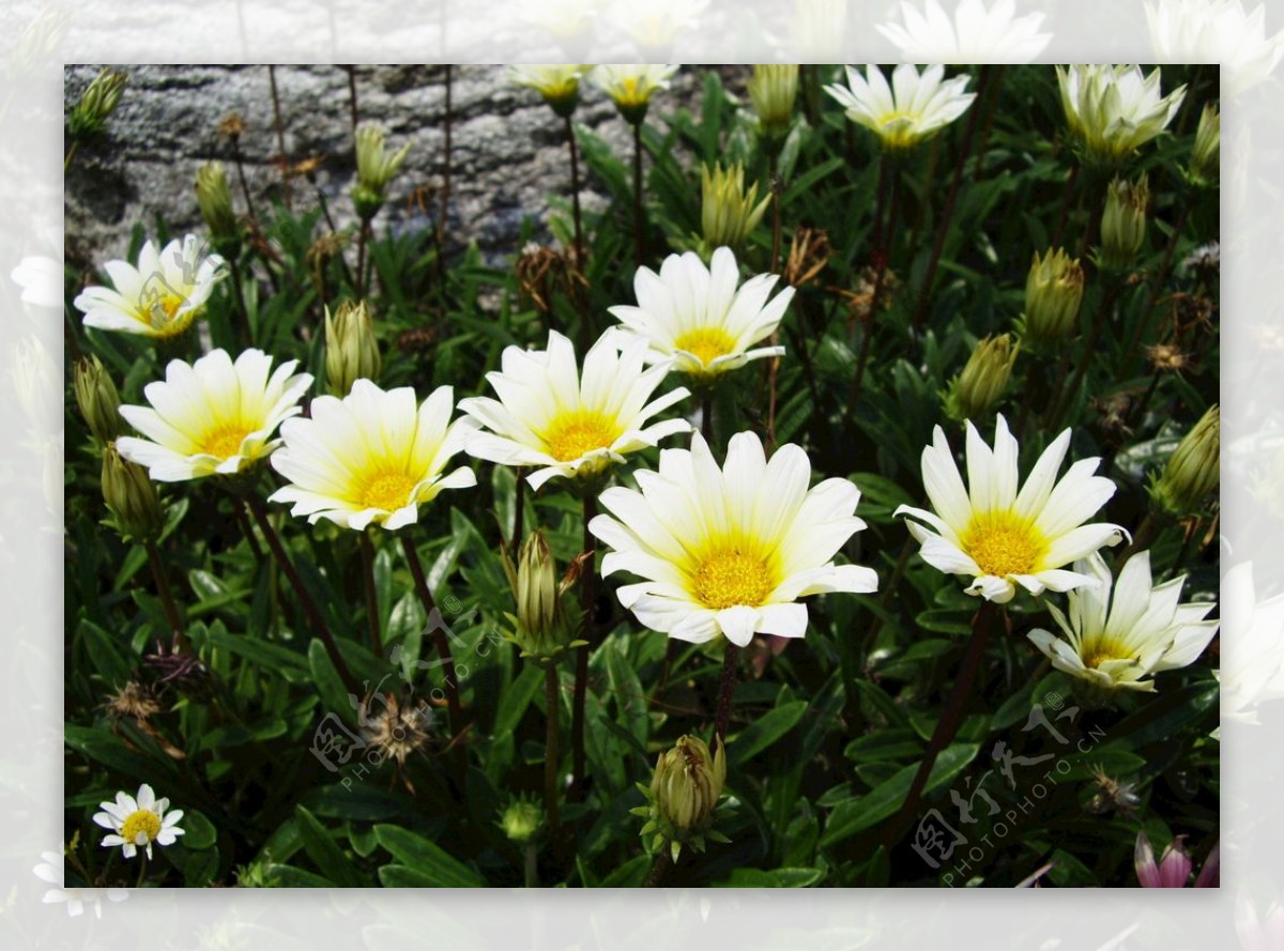 花园白色雏菊