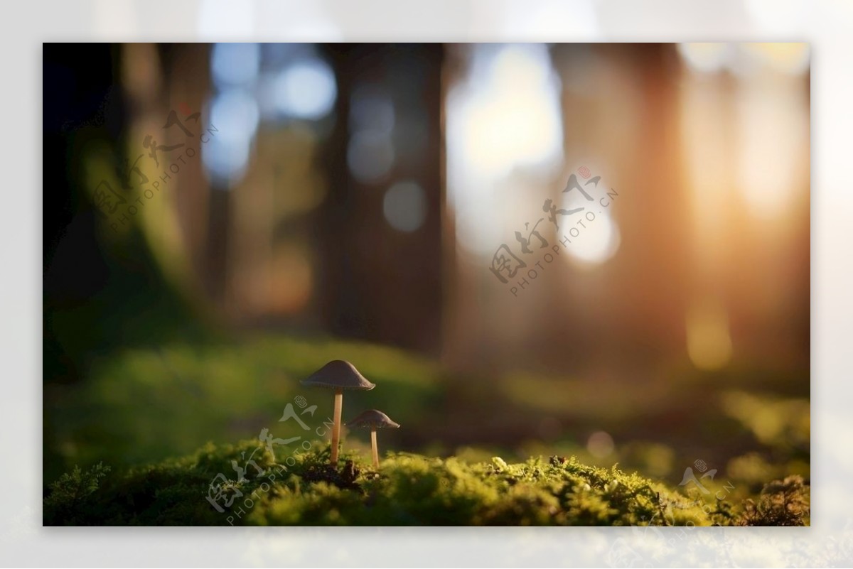 森林里的小蘑菇