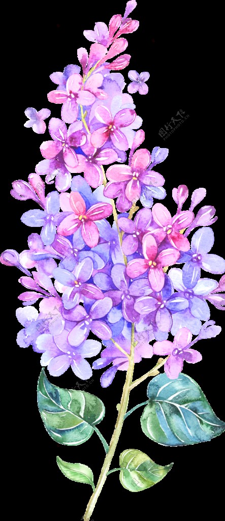 紫色繁花