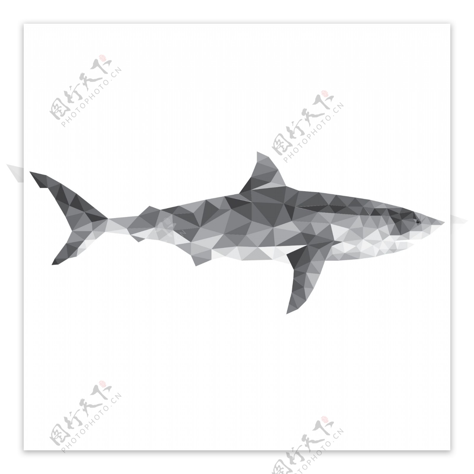 水晶鲨鱼动物