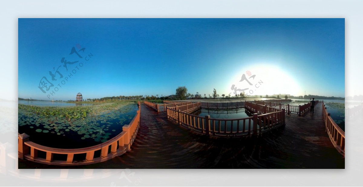 360全景照片衡水湖荷花