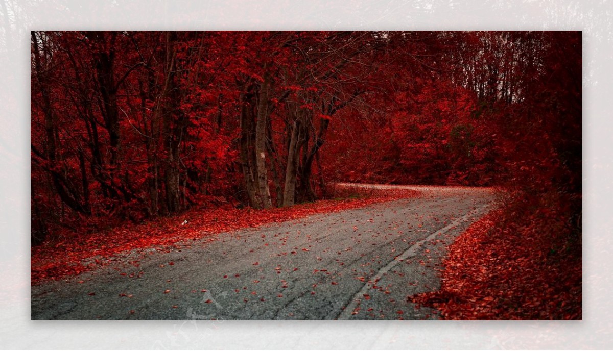 红叶森林小路