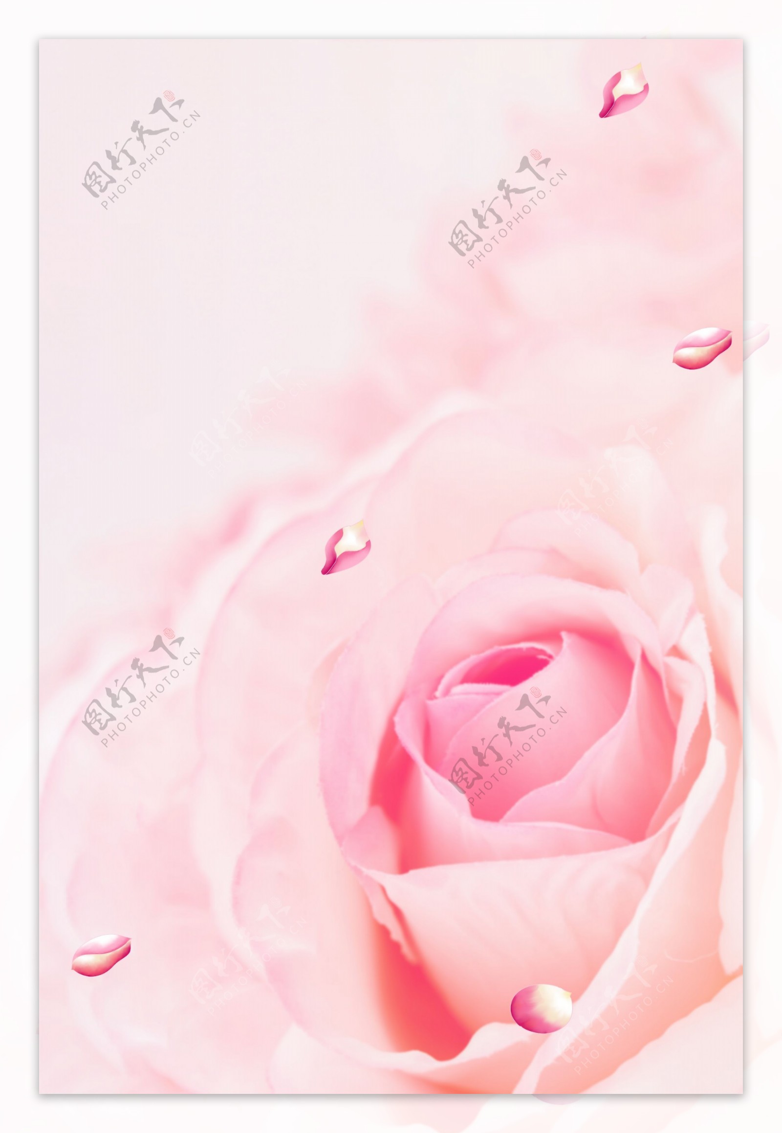 粉色玫瑰花背景