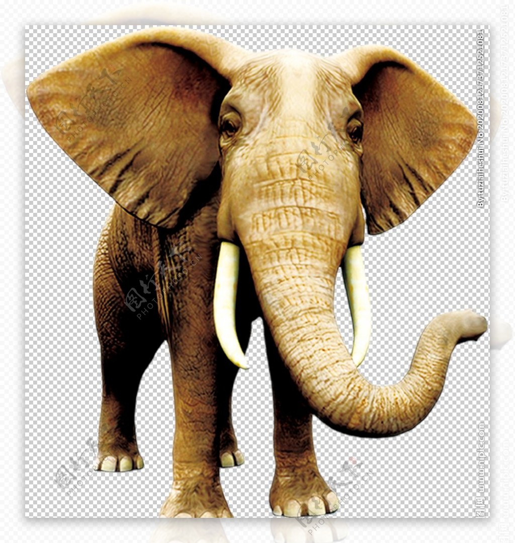 大象自然生态动物合成海报素材