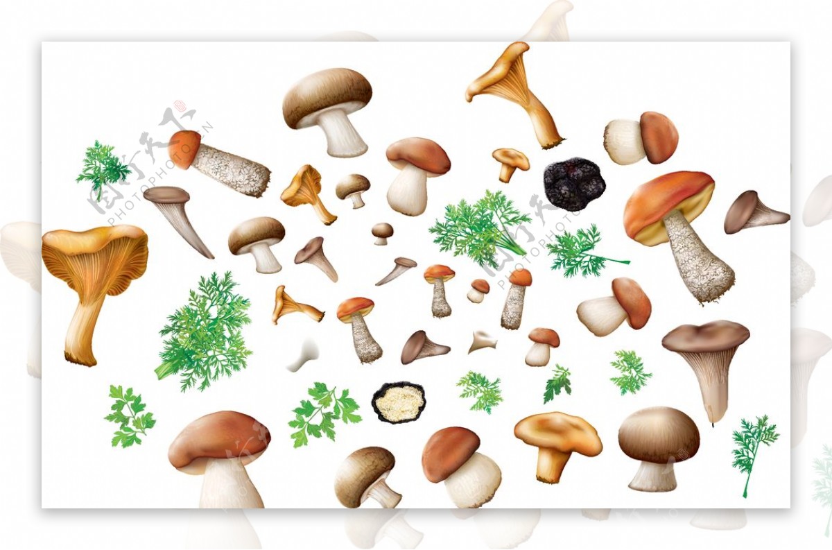 蘑菇植物失量卡通自然