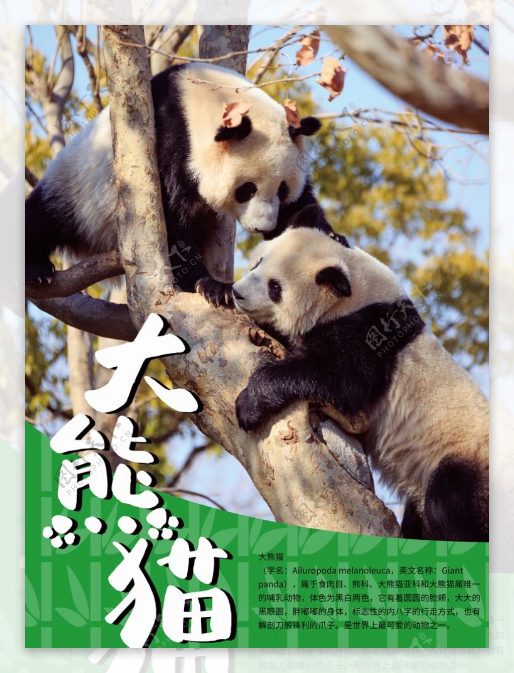 熊猫海报