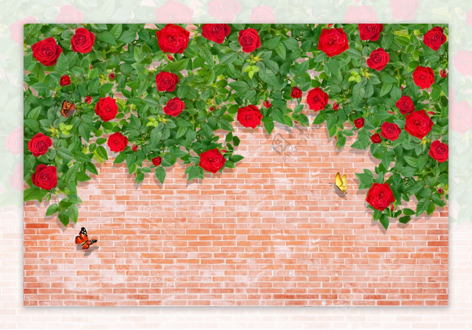 砖墙玫瑰