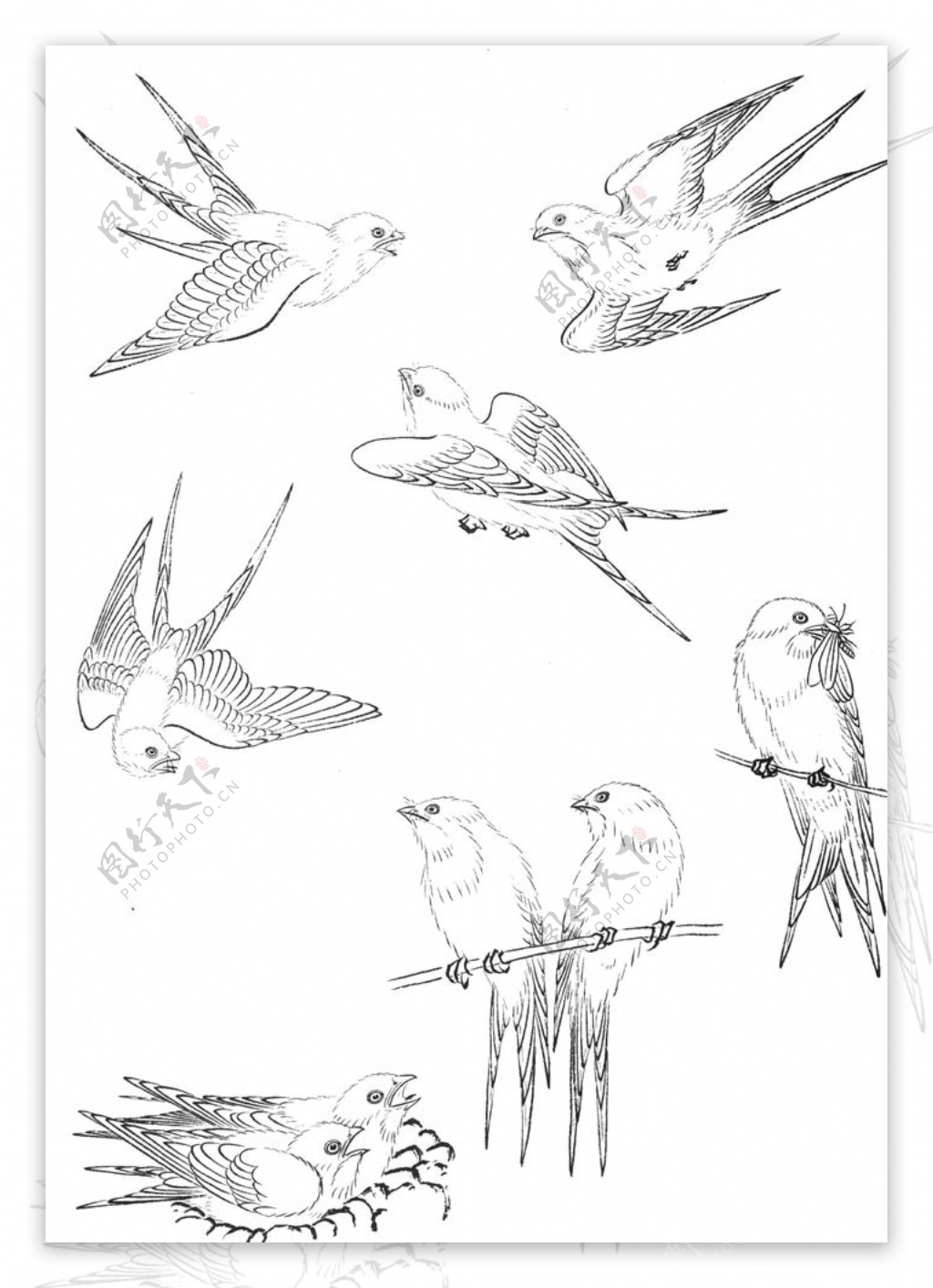中式古典花鸟工笔画图片