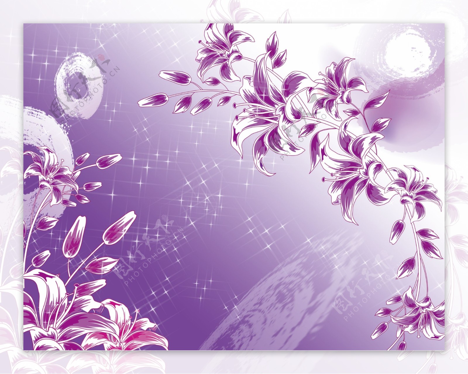 郁金香紫罗兰紫色花朵