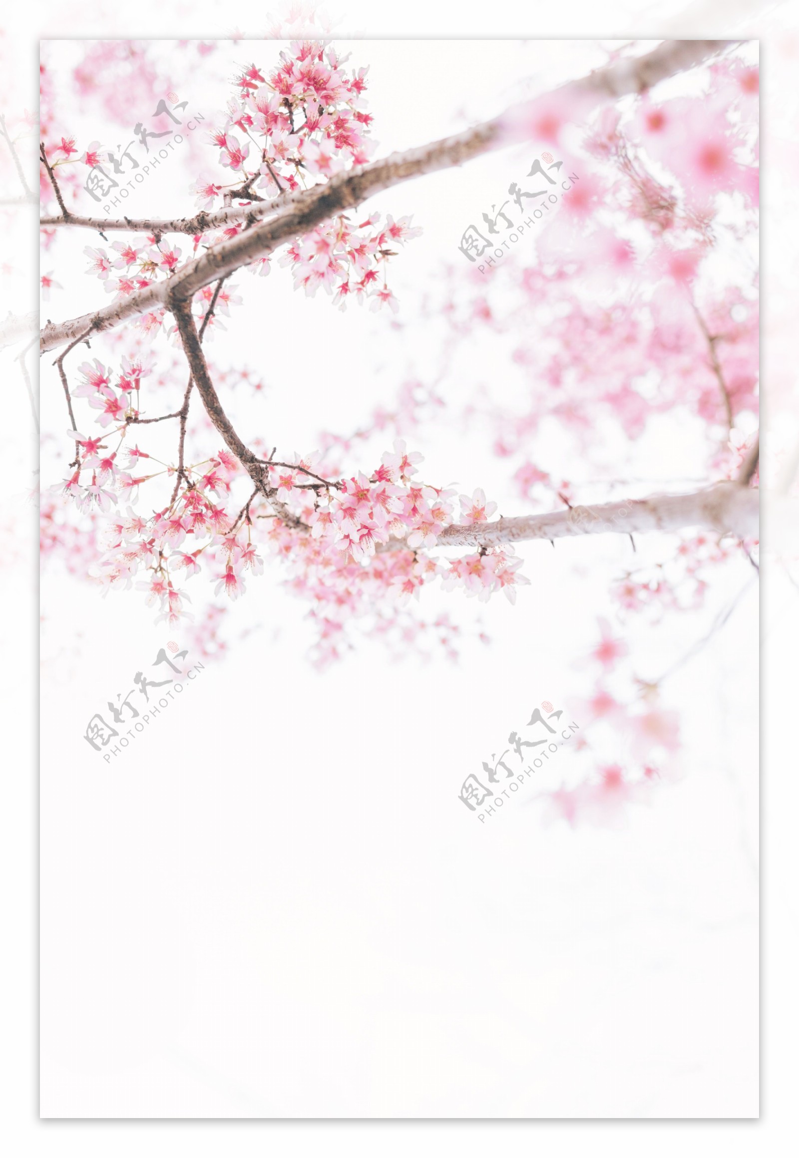 日本富士山樱花绽放粉色迎春观光