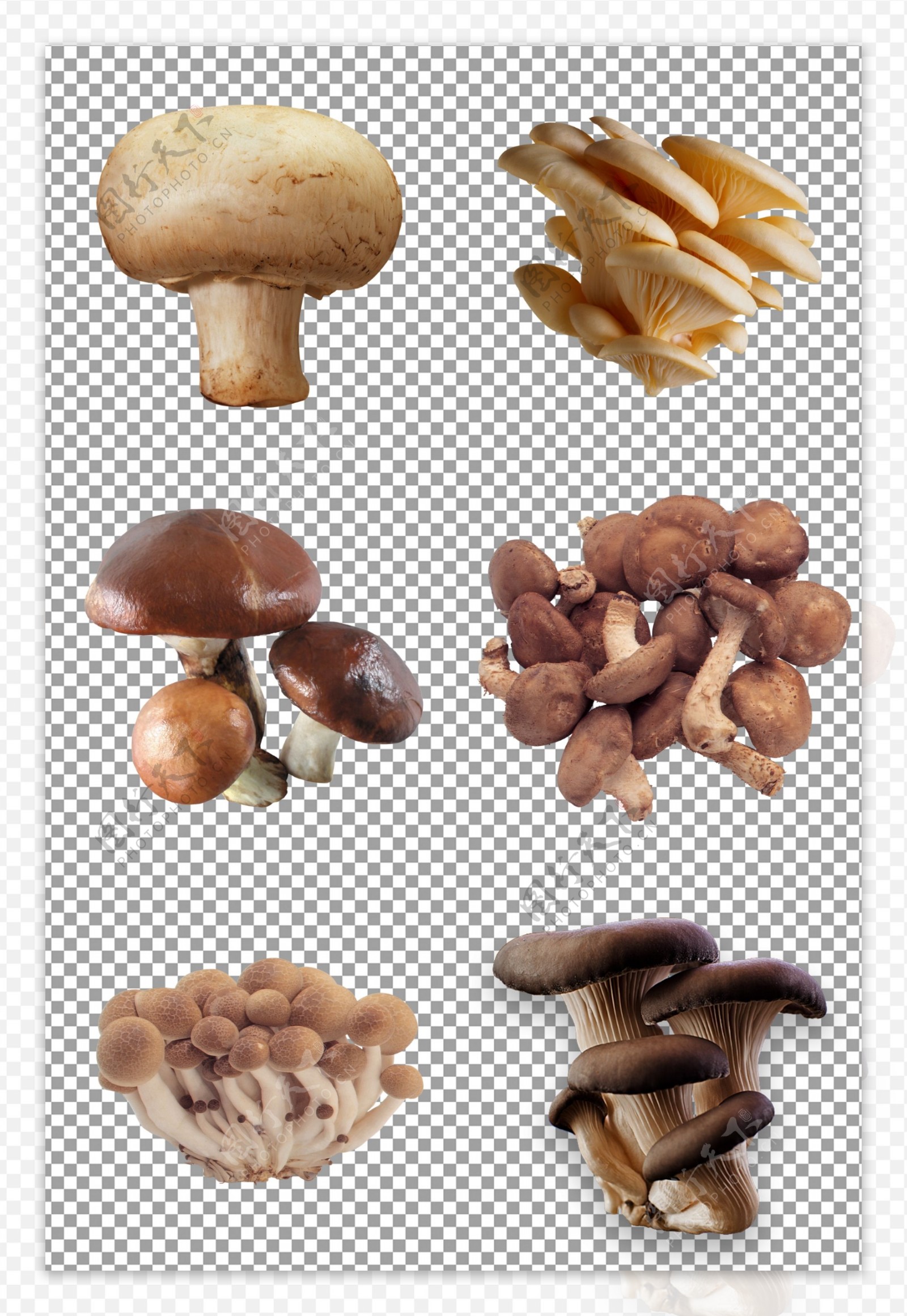 新鲜光滑蘑菇