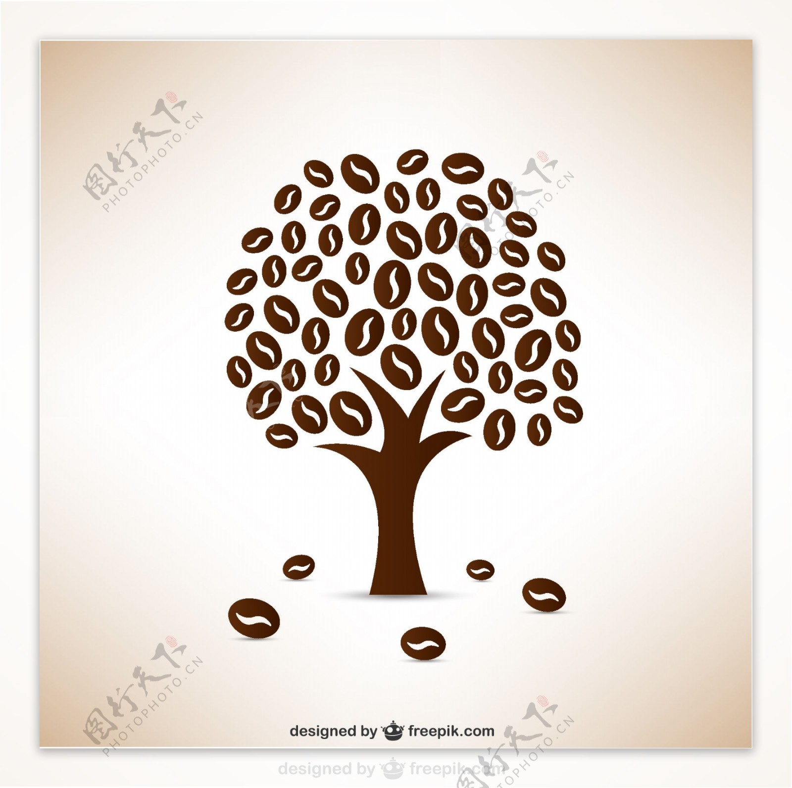 咖啡豆树