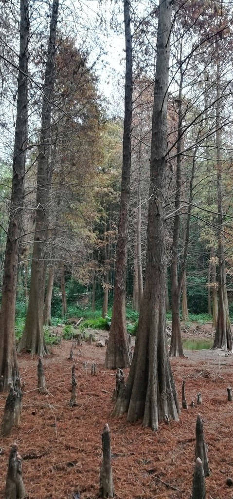 水杉树林风景