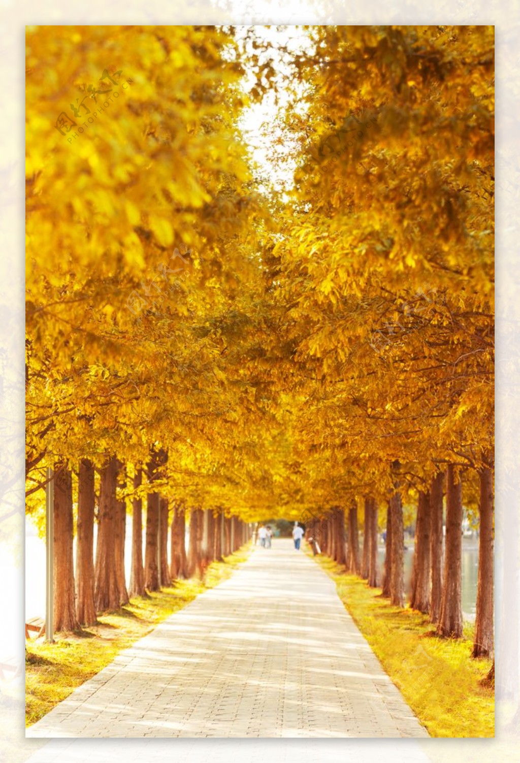 秋季秋天唯美自然街道背景素材