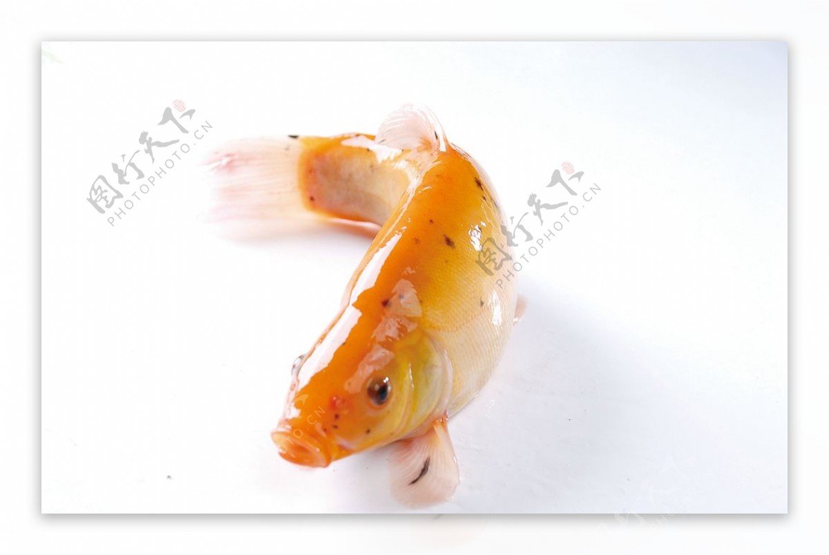 金桂鱼