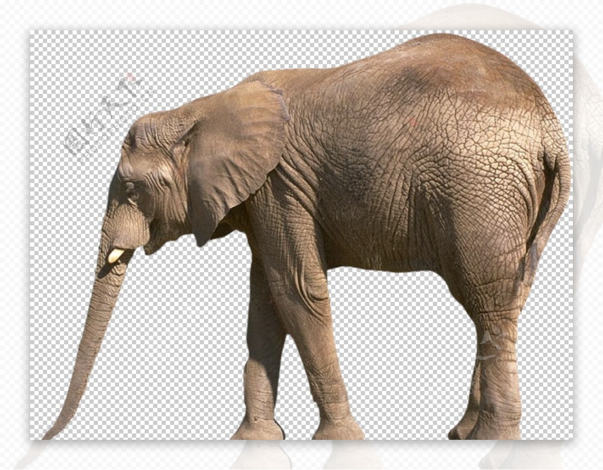 自然动物大象图片