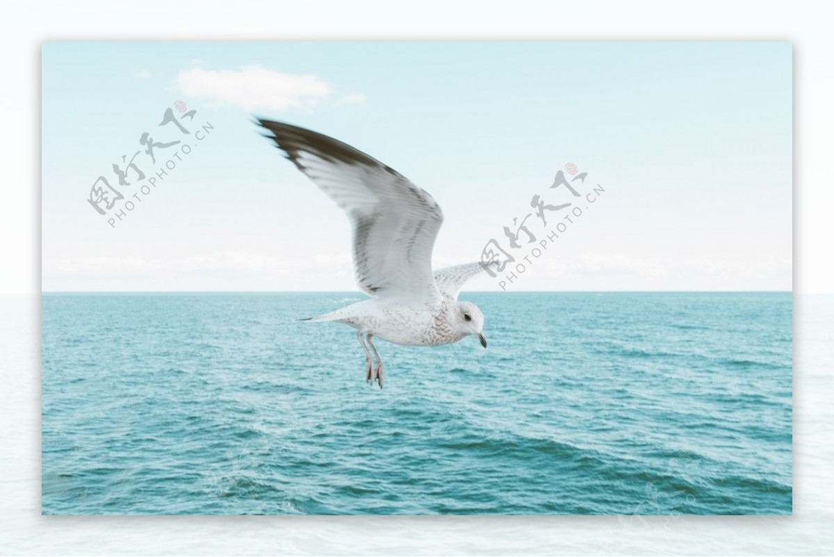 海洋海鸥自然生态背景素材图片